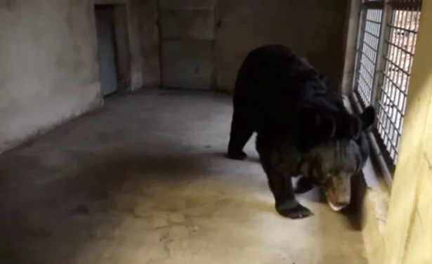 Медведь, которого спасли из-под обстрелов в Украине, нашел новый дом: история спасения косолапого (фото)